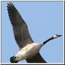 Branta canadensis - Kanadagans 04 Sundermannsee.jpg
